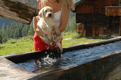 Vierbeiniger_Freund_auf_Anfrage_herzlich_willkomme