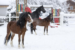Foto Oczlon 27 Hotel Lerch-Plankenau, Pferde Winte