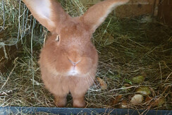 Unser Streichelzoo mit Hase Ricky