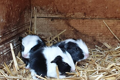 Bei unseren Meerschweinchen gab es Nachwuchs