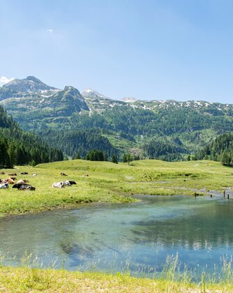 Cows rest on green alpine meadow near a clear pond, with forested slopes and mountain peaks under a bright summer sky. | © Per H. Nielsen