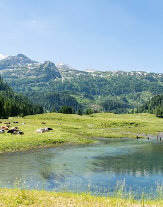 Kühe liegen auf grüner Almwiese neben einem klaren Teich, dahinter bewaldete Hänge und Berggipfel unter blauem Sommerhimmel. | © Per H. Nielsen