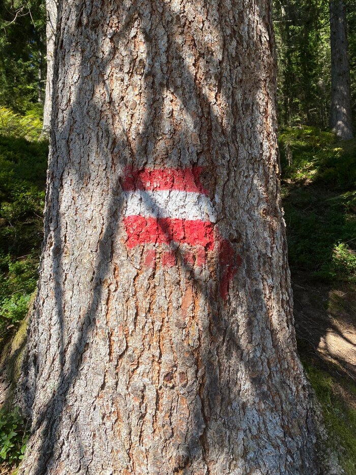 Rot-weiß-rote Wanderwegmarkierung auf Baumrinde im schattigen Bergwald – typisches Orientierungssymbol in Österreichs Alpen.