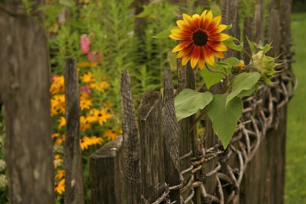 Sonnenblumen, Sommerurlaub, Salzburgerland