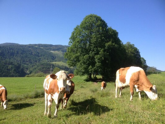 Kühe im Sommer direkt am Bauernhof