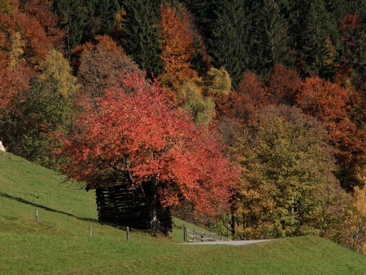 Herbst | © ©Heidi Höller