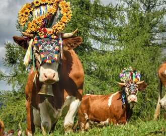 Cows with flower wreaths, bells and colorful headpieces at alpine cattle drive near conifer trees in the Dachstein region | © Marlene Eggmayr