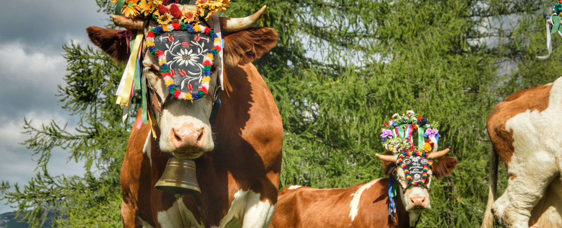 Cows with flower wreaths, bells and colorful headpieces at alpine cattle drive near conifer trees in the Dachstein region | © Marlene Eggmayr
