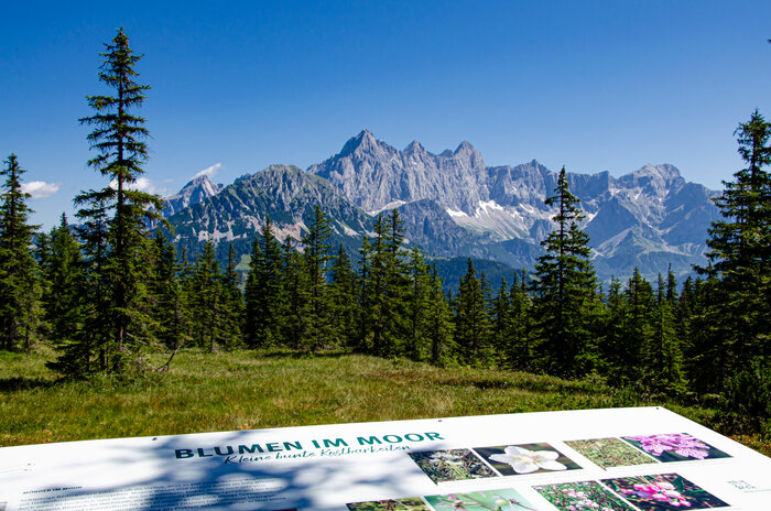Information board Blumen im Moor in front of conifer forest and the Dachstein mountains near Papagenobahn in Filzmoos. | © filzmoos.ski