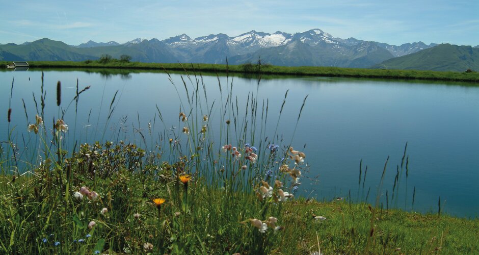 Alpine flowers by the calm Schlossalm lake in Gastein with snowy High Tauern peaks in the background | © Gasteiner Bergbahnen AG