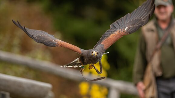 Vogel | © Tintimay Photography