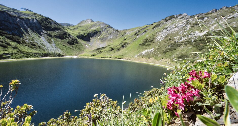View of deep blue mountain lake surrounded by alpine meadows, pink rhododendron and green slopes near Zauchensee. | © Matthias Fritzenwallner