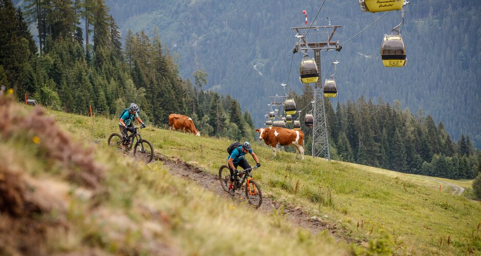 Two mountain bikers ride downhill on a meadow trail, with cows grazing nearby and a yellow cable car in the background. | © Erwin Haiden