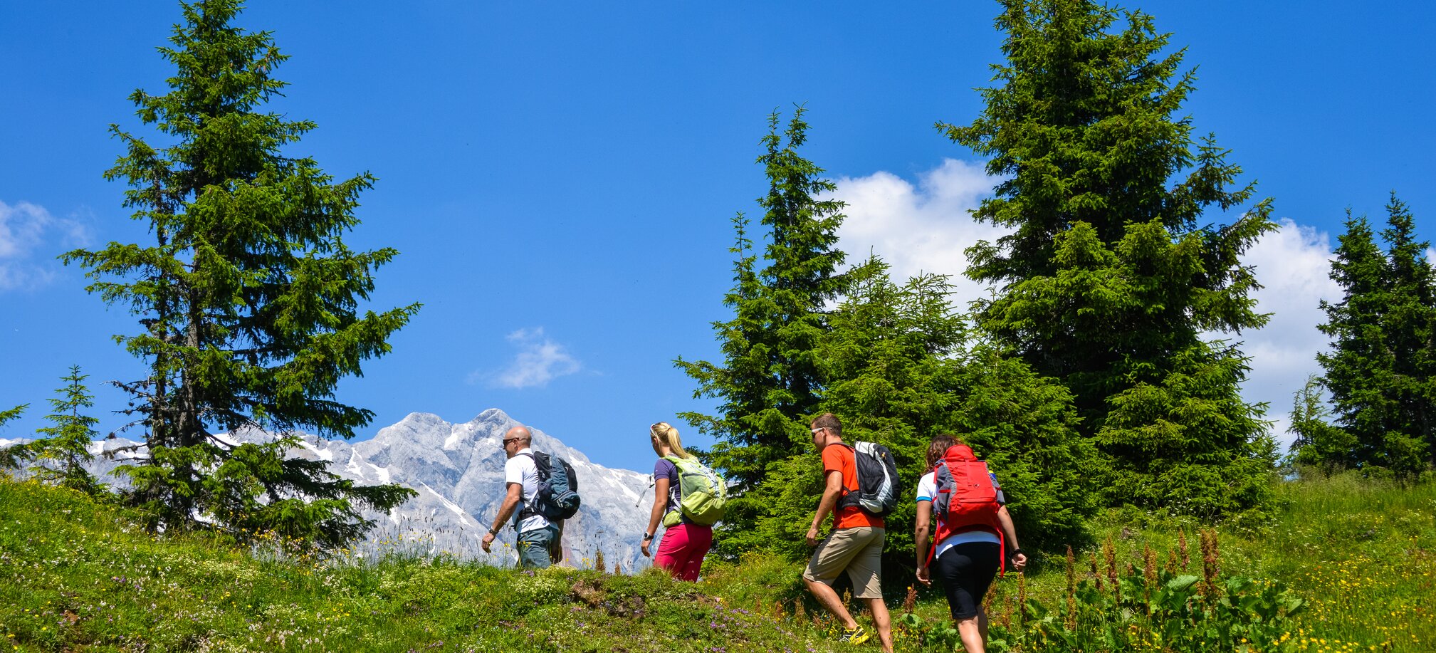 Four hikers walk uphill across a blooming alpine meadow in sunshine, with fir trees and the Hochkönig massif in the background