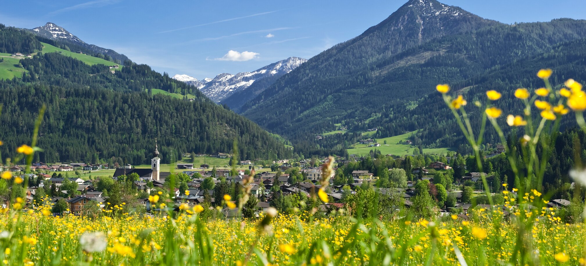 Yellow flower meadow with view of Altenmarkt village, forested slopes, snow-covered peaks and blue sky in the background