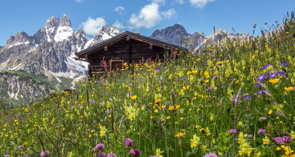 Colorful alpine spring meadow with wildflowers, a wooden hut, and snowy Bischofsmütze mountain in the background | © CoenWeesjes | Filzmoos Tourismus