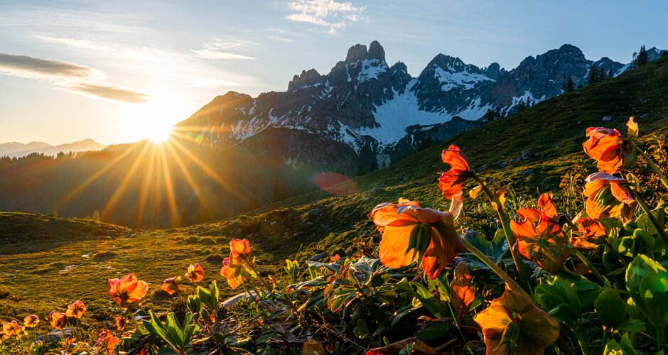 Orange alpine flowers at sunrise with snow-covered Bischofsmütze mountain in spring, near Filzmoos in Salzburg province | © CoenWeesjes