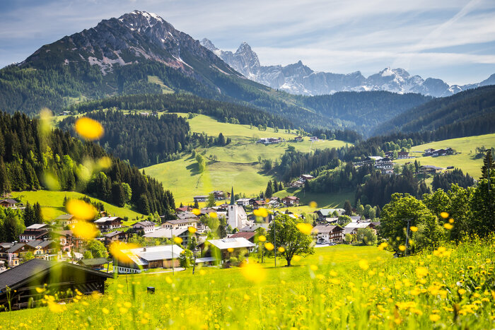 Yellow blooming meadow overlooking the alpine village Filzmoos with Dachstein mountains in sunny early or midsummer season | © Coen Weesjes