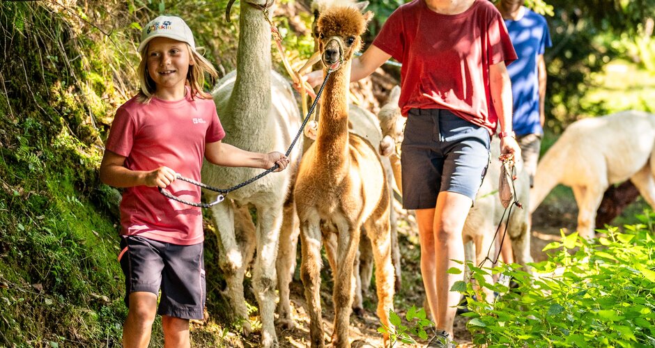 Child and parents lead alpacas on shady forest path in sunny weather | © TVB Eben