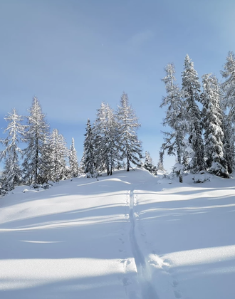 Ski track leads through untouched powder snow to snow-covered forest trees