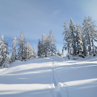 Ski track leads through untouched powder snow to snow-covered forest trees