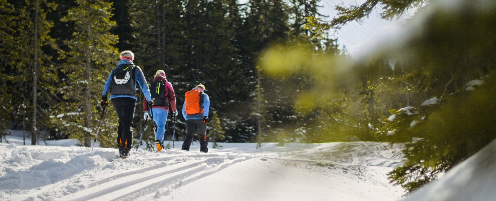 Four ski tourers ascend through snowy forest in daylight under a clear sky