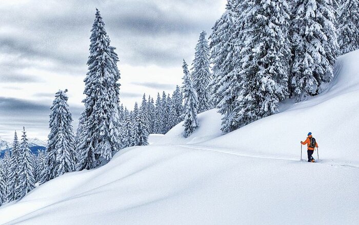 Person with orange jacket walking on touring skis towards snow-covered trees through almost untouched deep snow